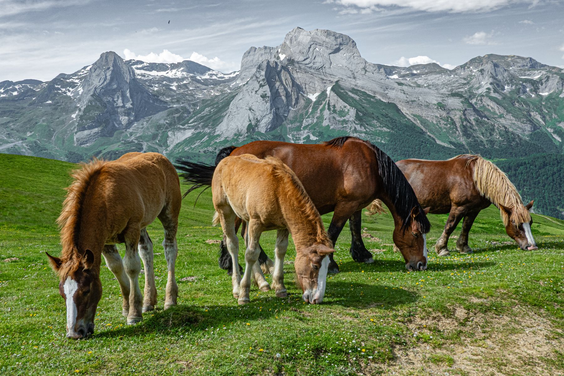 Vier paarden grazen samen in een weiland