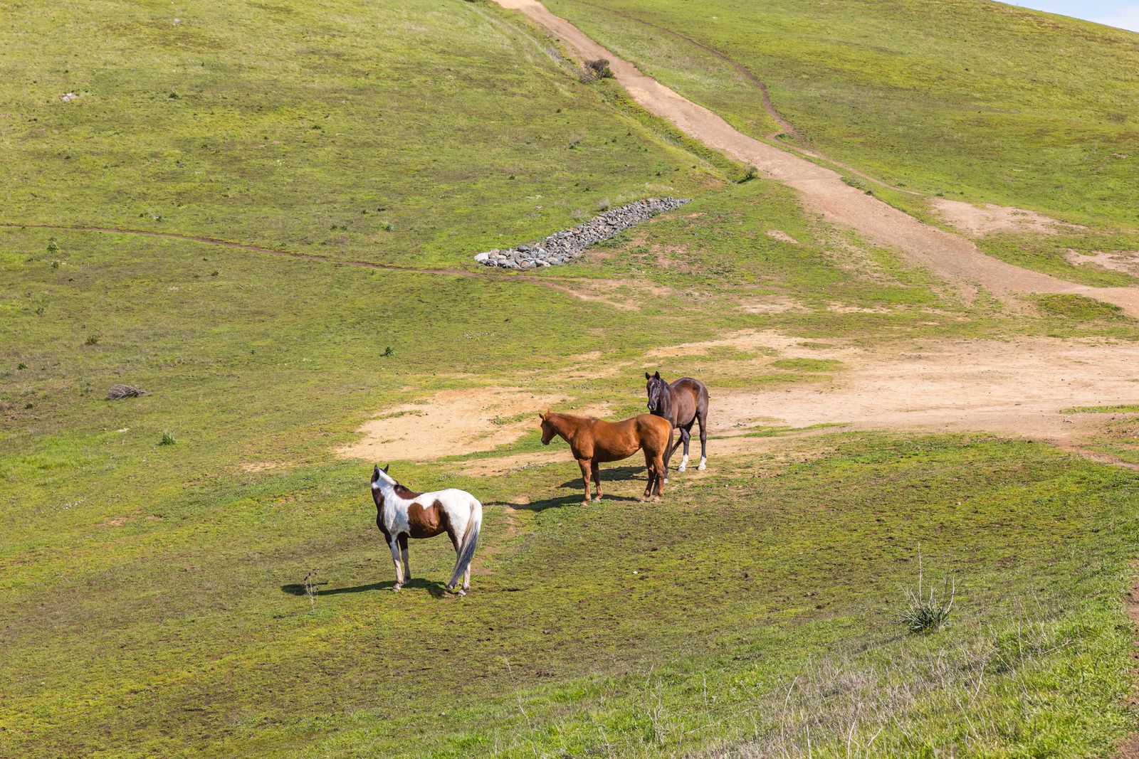 Drie paarden in een weiland