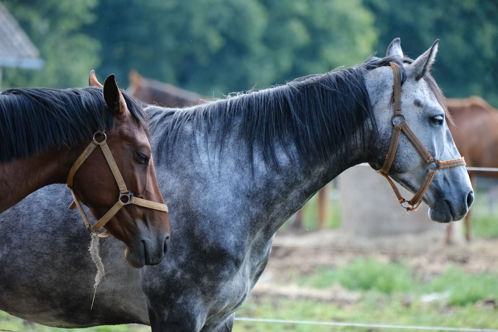Twee paarden naast elkaar