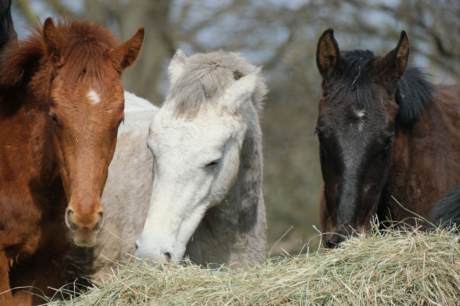Paarden samen in de wei
